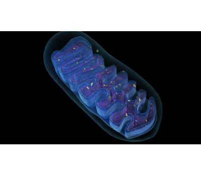 CoQ10: The Longevity Factor